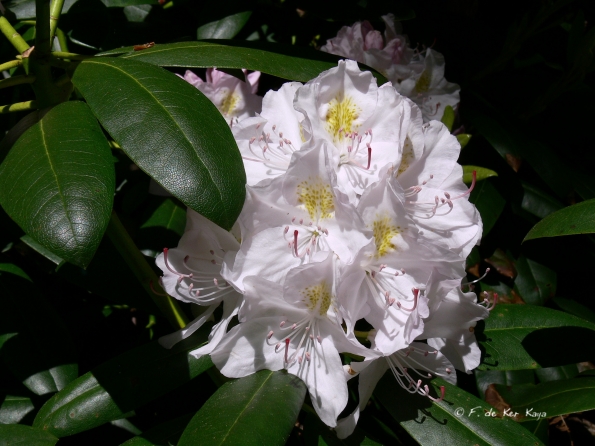 Bois des Moutiers (319) Mai 2012